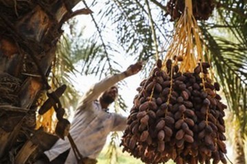 5 محصول کشاورزی از فهرست عوارض آب مجازی حذف شد