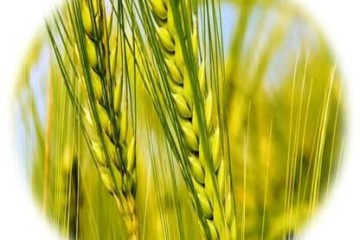 کشاورزی باید به سمت انرژی خورشیدی برود