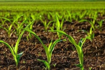 الگوی کشت ضرورتی اجتناب‌ناپذیر در شرایط اقلیمی جدید