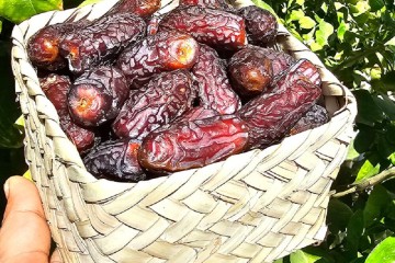 «پیارم»؛ طلای قهوه‌ای هرمزگان در صدر خرمای ایران