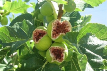 استبهان ایران ۳.۵ درصد انجیرستان های جهان را در اختیار دارد