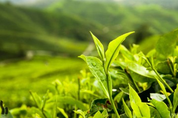 جشنواره چای لاهیجان برگزار می شود