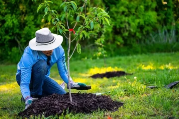 ۷ درخت میوه که می‌توانید در فصل پاییز بکارید
