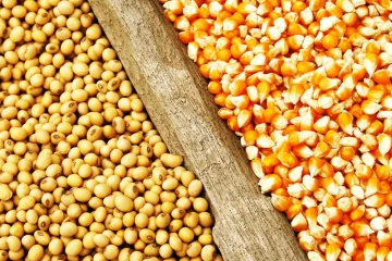 تشدید برخورد قانونی با اخلالگران در نظام تولید و توزیع نهاده های دامی/ واردکنندگان متخلف از سامانه بازارگاه حذف می‌شوند