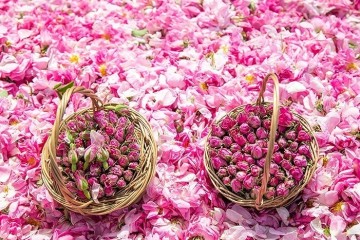 عربستان گل محمدی ایران را به نام خود ثبت جهانی کرد