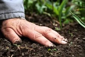 سلامت خاک زیربنای تولید غذای سالم است