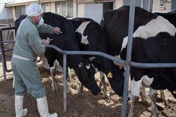 مهار بیماری تب برفکی با اجرای واکسیناسیون گسترده