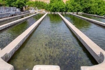 پیش بینی تولید ۱.۸ میلیون تن آبزی در برنامه هفتم پیشرفت