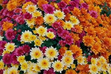 باغ گیاه‌شناسی ایران جزو ۱۰ باغ برتر جهان است