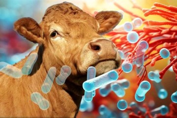 استفاده از پروبیوتیک‌ها می تواند بهروه‌وری صنعت دام و طیور را افزایش دهد