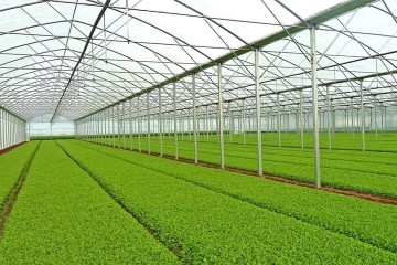 تهران، صدرنشین توسعه گلخانه‌ها در بین استان‌های کشور