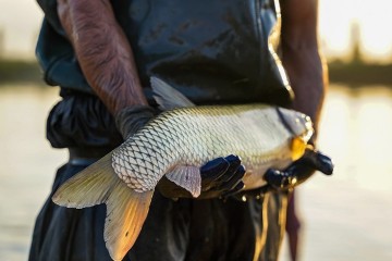 بررسی سلامت ماهی‌های پرورشی، با فناوری هسته‌ای