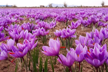 ایران و فائو در تقویت ارزش زنجیره زعفران وارد همکاری شدند