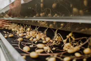 تولید ۳۰ میلیون مینی‌تیوبر نقطه عطف خودکفایی بذر سیب‌زمینی در کشور