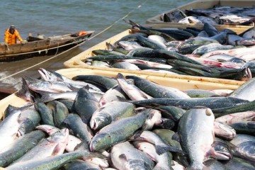 توسعه اقتصاد دریامحور با هدف‌گذاری تولید ۲.۶ میلیون تن محصولات آبزی