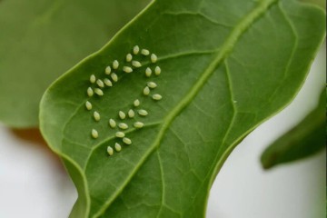 اقدامات زمستانه برای باغات به کاهش آفات سال آینده کمک می‌کند