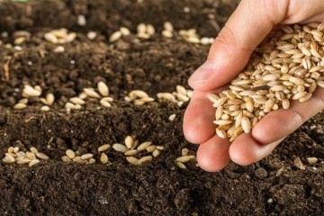 تولید بیش از ۲۵۰۰ تن بذور غلات طی سال زراعی جاری