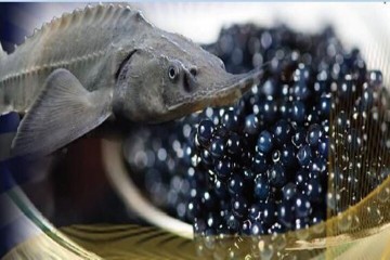 بیش از ۹۰ درصد خاویار تولیدی کشور صادر می‌شود