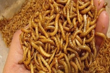 اجرای طرح توسعه پرورش «میل‌ورم» در روستاهای منطقه سیستان