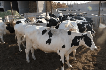 بوی نامطبوع تهدید بزرگترین دامداری خاورمیانه شد