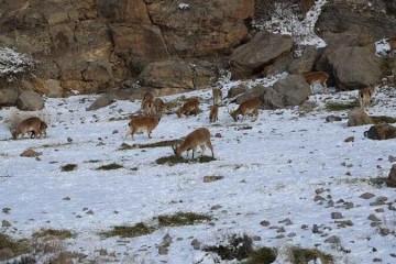دعوت محیط‌زیست خراسان‌شمالی به حمایت از حیات‌وحش در فصل سرما