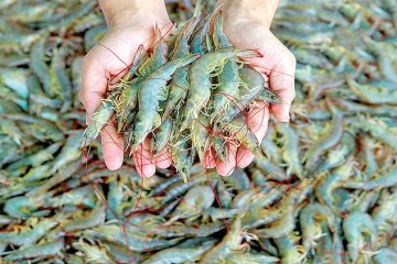 افزایش ۳۷درصدی تولید میگو