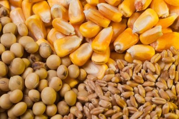 نهاده دامی مورد نیاز کشور تا پایان سال تامین است