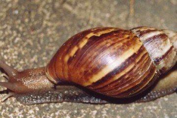 مقابله محیط زیست با حلزون غول پیکر آفریقایی