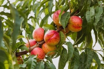 نیازی به چیدن نیست / برگ درخت زمان رسیدن میوه را نشان می‌دهد