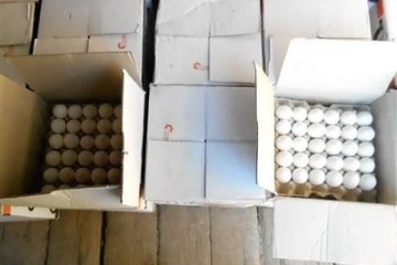 مرغ‌های تخم‌گذار کشتار می شود