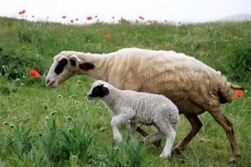 کاربرد هسته‌ای در کنترل انگل‌های گوسفند