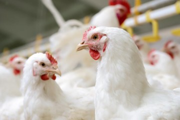 افزایش ناگهانی قیمت مرغ نداریم