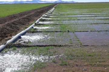 محصولات کشاورزی آب بر در الگوی کشت حذف می‌شوند