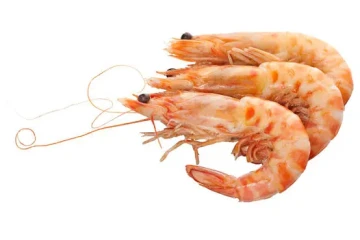 تولید میگو در کشور افزایش یافت