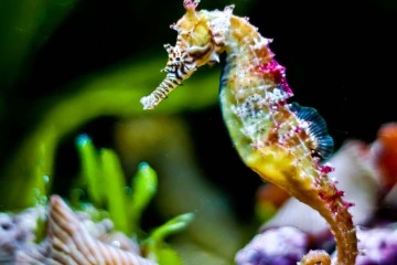 ایران به جمع کشورهای تکثیر صنعتی اسبک دریایی جهان پیوست