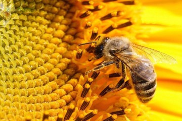 نژاد زنبور عسل ایرانی حفظ شد