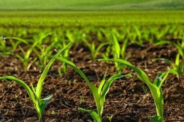 ضرورت خودکفایی در تولید بذر و تأمین امنیت خرید محصولات کشاورزی