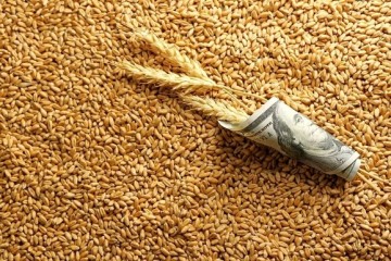 تراژدی «گندم برای گاو»/ آقای وزیر! کشاورزان بلاتکلیف‌اند، شما تماشاچی؟