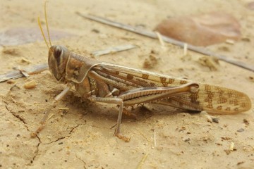 احتمال حمله ملخ صحرایی در اسفند شدت گرفت