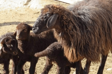 سرمایه در گردش ندهید، «میش‌کشی» راه می‌افتد