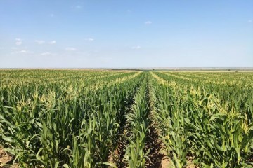 مساحت تولید بذر ذرت امسال به ۲۲۰۰ هکتار کاهش یافت/ پیش‌بینی تولید ۴ هزار تن بذر استاندارد