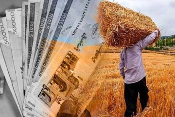 واریز ۱۱ هزار میلیارد تومان به حساب ۲۳ هزار گندم‌کار انجام شد