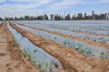 کشت نشایی حدود ۱۵ درصد صرفه‌جویی آبی ایجاد می‌کند
