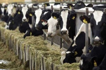دامپروری؛ از موتور محرک اقتصاد تا ضامن امنیت غذایی