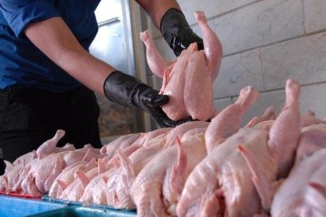 شوک جدید به بازار مرغ / مسئولیت تنظیم بازار واگذار شد