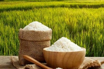 ۵۰۰ هزار تن برنج روی دست کشاورزان مانده است/محدودیت واردات ادامه یابد