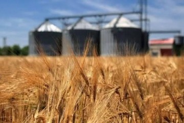 خرید تضمینی گندم از ۵.۵ میلیون تن عبور کرد