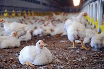 مدیریت تنش گرمایی در واحدهای پرورش طیور ضروری است