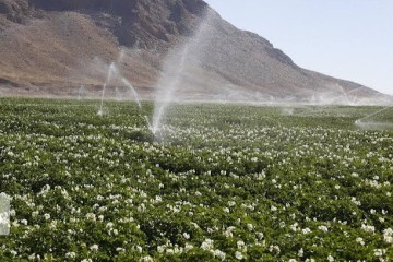 پیگیری افزایش سهم دولت در اجرای سامانه‌های نوین آبیاری برای خرده‌مالکان