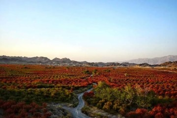بزرگ‌ترین باغ زرشک جهان در افین